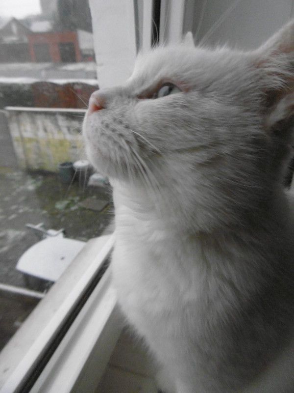 Zoé regarde la neige