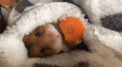 http://eliotkitty.e.l.pic.centerblog.net/2b12d9b2.gif
