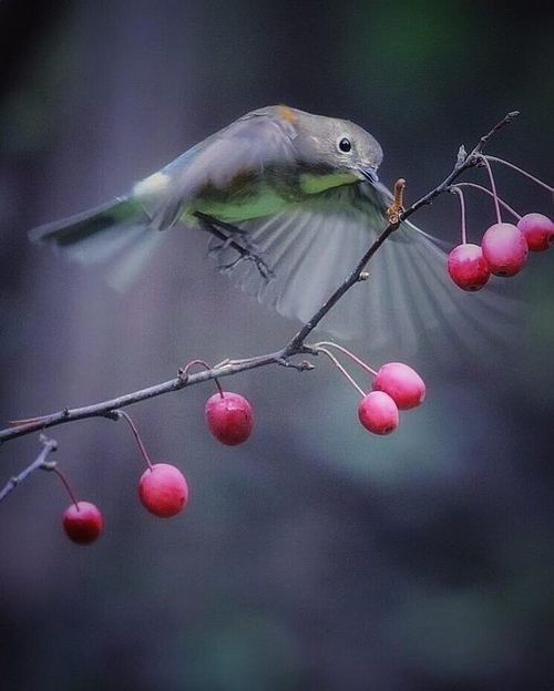 http://eliotkitty.e.l.pic.centerblog.net/2f2b7861.jpg