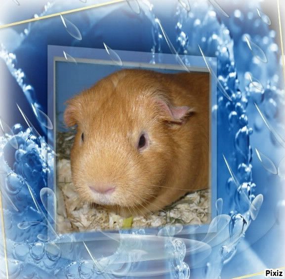 Nuggets nous a quitté ...