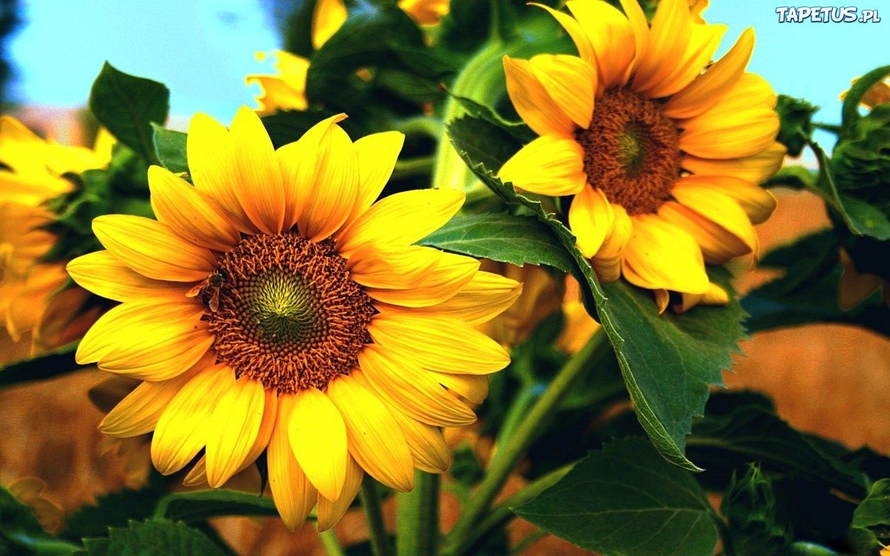 tournesols