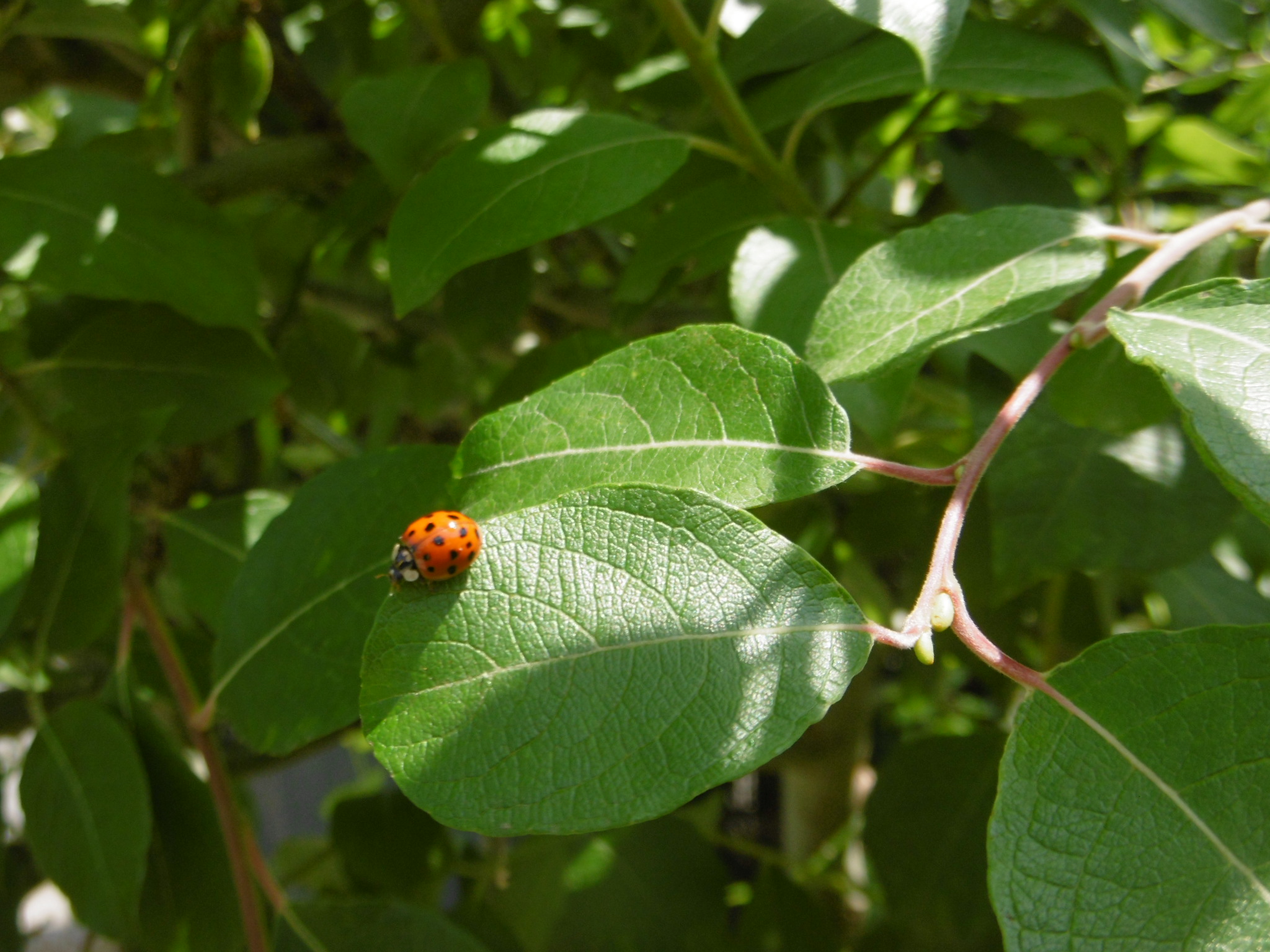 Dans mon jardin