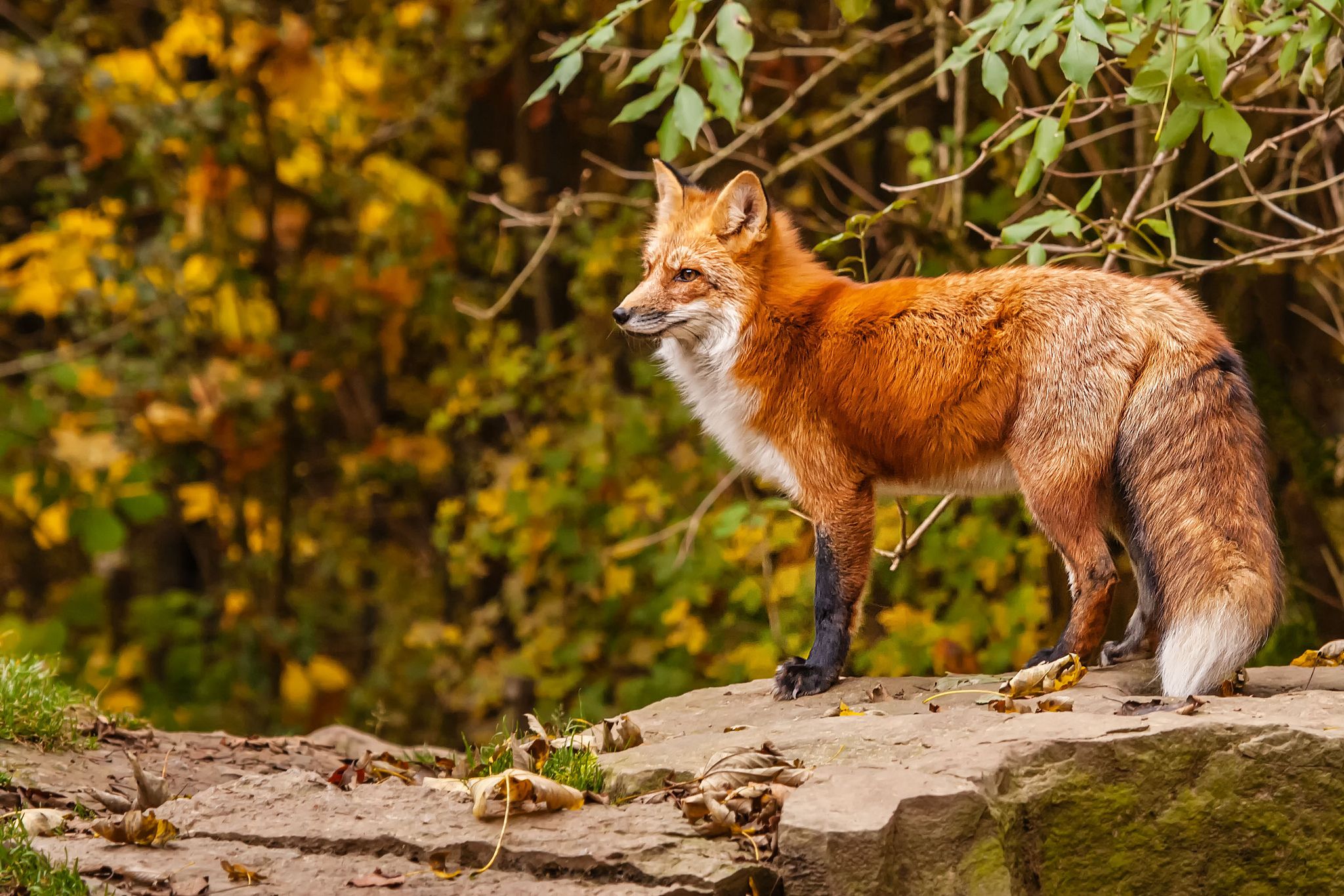 Magnifique Renard