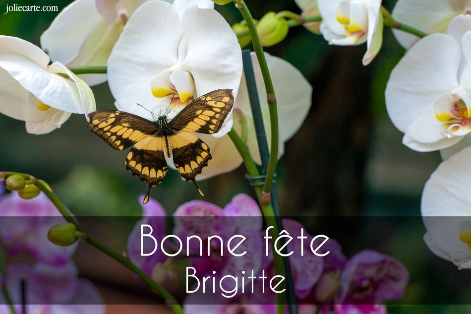 Bonne fête Brigitte, bisous