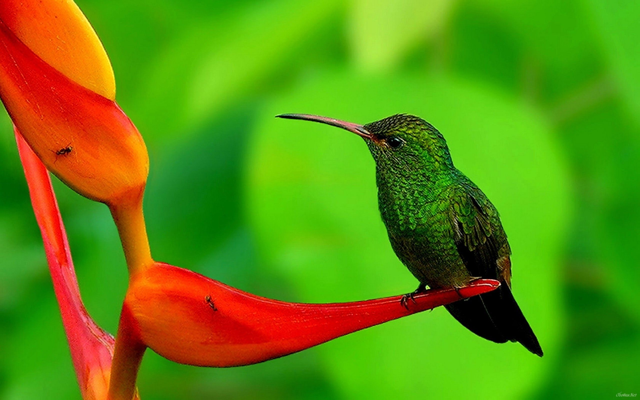 sasha colibri