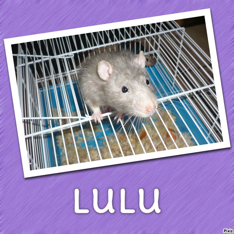 lulu