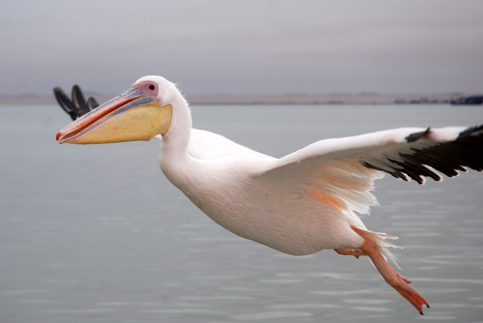 Il Est Venu Du Ciel Comme Un Pélican