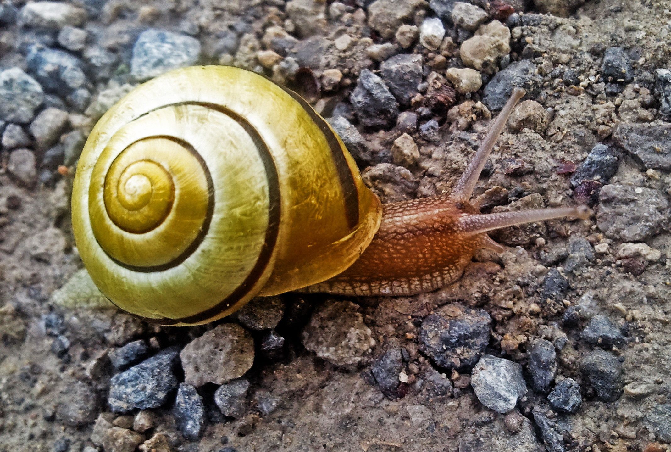 Joli Petit Escargot