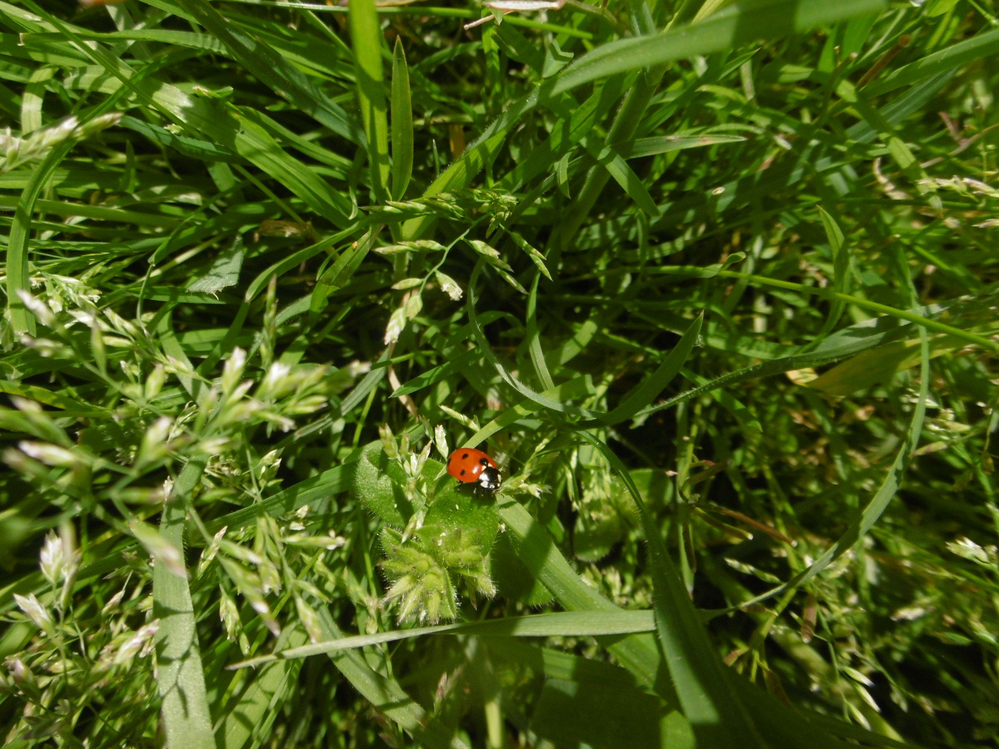 Dans mon jardin