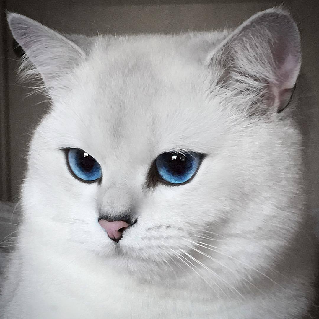 chats blancs