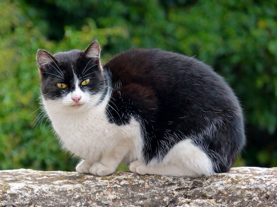 Joli chat noir et blanc